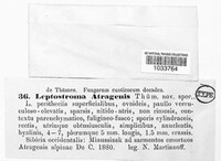 Image of Leptostroma atragenis